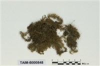 藏品(青苔科)的圖片